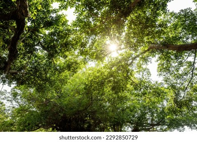 Low-angle view of The sun shines through the lush banyan trees - Powered by Shutterstock