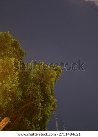 Low-angle view of sunlit green tree canopies against a deep dusky sky, with faint antenna structures visible below.
