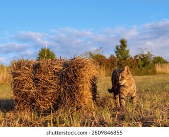 Low-angle view of a tabby cat walking beside a hay bale in warm golden-hour light, with blue sky copy space in a peaceful rural field.