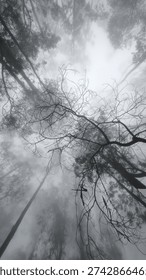 A low-angle view of tall forest trees fading into dense fog, creating a moody and atmospheric woodland scene with soft silhouettes and a mysterious, tranquil natural ambiance.