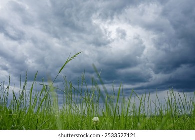 A low-angle view of tall grass with a dramatic cloudy sky in the background, capturing the essence of an impending storm.