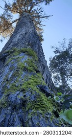Low-angle view of a tall tree trunk covered with green moss in a lush forest environment.