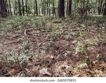 Low-angle view of tall trees in a dense Polish forest, sunlight filtering through leaves, serene woodland atmosphere
