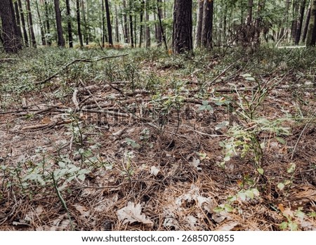Low-angle view of tall trees in a dense Polish forest, sunlight filtering through leaves, serene woodland atmosphere