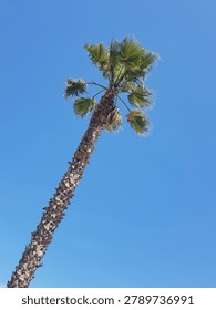 A low-angle view of a textured palm tree trunk extending diagonally across a vibrant, clear blue sky. The lighting is bright and natural, evoking feelings of warmth, vacation, and summer, ideal for tr