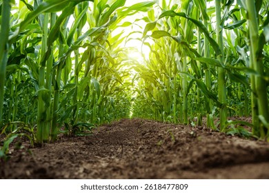 Low-angle view through tall corn rows