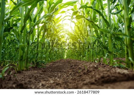 Low-angle view through tall corn rows