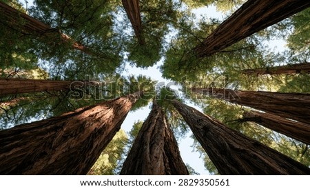 A low-angle view of towering redwood trees reaching towards a bright sky, showcasing their immense height and the lush green canopy.
