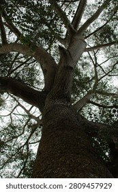 Low-angle view of a towering tropical tree with a massive trunk and sprawling branches extending into a dense green canopy. Captured from the base of the tree, this perspective emphasizes its impressive height, textured bark, and natural forest environment. Ideal for themes of nature, forestry, conservation, biodiversity, and wilderness