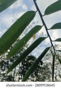 Low-angle view tracking three butterfly chrysalises attached to a leaf stem. A single pale, eclosed shell hangs upper-right, while two dark, intact specimens dangle below against a bright sky.