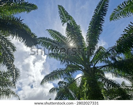 Low-angle view of tropical palm trees reaching toward a bright blue sky with sunlight filtering through lush fronds. This scenic nature image captures tropical landscapes, warm climate environments, natural beauty, outdoor serenity, and sustainable agriculture themes.