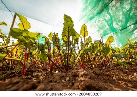 Low-angle view of vibrant young beetroot plants with deep red stems and yellow-green leaves growing in rich soil under a green shade cloth in a controlled greenhouse environment.