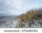 Low-angle view of windswept dune grass along a tranquil sandy beach with a soft cloudy sky and distant horizon, evoking calm, solitude and natural coastal beauty during early morning light. 