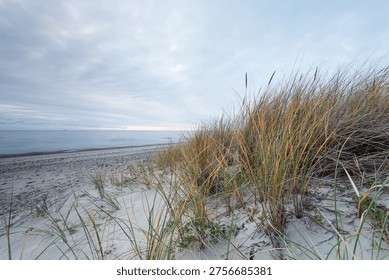 Low-angle view of windswept dune grass along a tranquil sandy beach with a soft cloudy sky and distant horizon, evoking calm, solitude and natural coastal beauty during early morning light. 