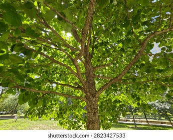 Low-angle wide view of a large tree with detailed textured bark and an intricate network of branching limbs covered in green leaves.