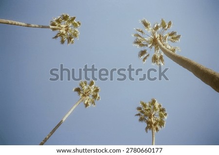 Low-angle worm's eye view of four tall palm trees reaching toward a soft blue sky, captured with a warm retro film aesthetic.