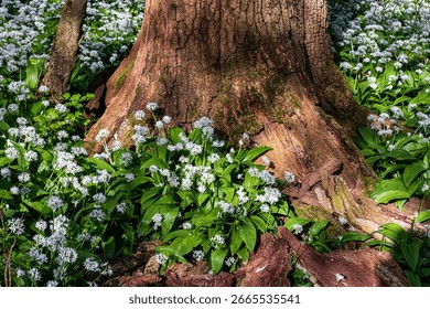 Low-angled sunlight shines through trees in bluebell woods of Dorset near Blandford
