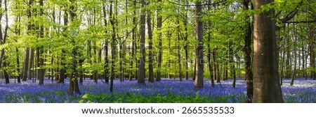Low-angled sunlight shines through trees in bluebell woods of Dorset near Blandford