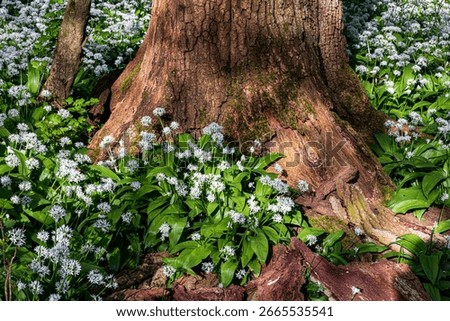 Low-angled sunlight shines through trees in bluebell woods of Dorset near Blandford