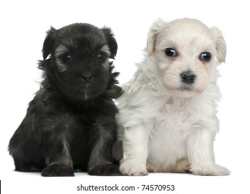 Petit Chien Lion Images Stock Photos Vectors Shutterstock