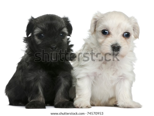 Lowchen Petit Chien Lion Puppies 3 Stock Photo Edit Now