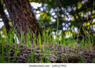 Lower angle closeup of grass
