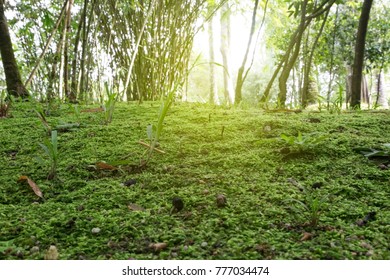 lower angle shot,bamboo forest background