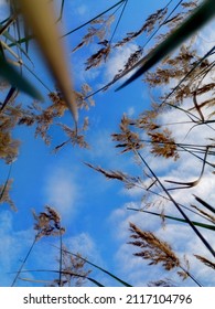 Lower Angle Tall Grass Blue Sky