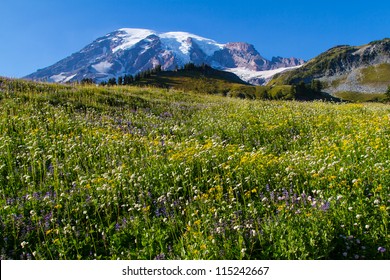 Lower Elevation View Of Mount Rainier In The Fall Season With Wild Flowers In The Foreground