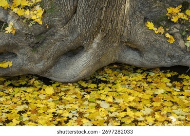 Lower part of a maple tree trunk near water with fallen leaves floating on the surface.