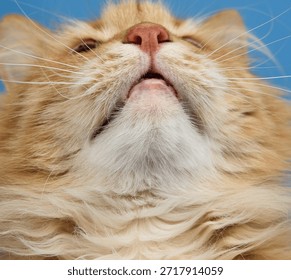 The lower part of the muzzle of a ginger cat, white chin, pink nose, long white whiskers, blue background