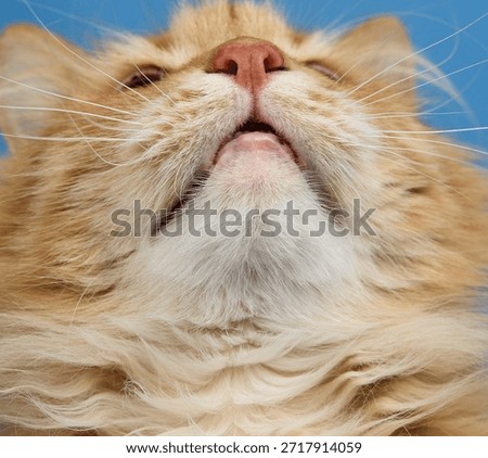 The lower part of the muzzle of a ginger cat, white chin, pink nose, long white whiskers, blue background