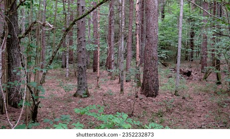 The lower part of the pine trees in the forest