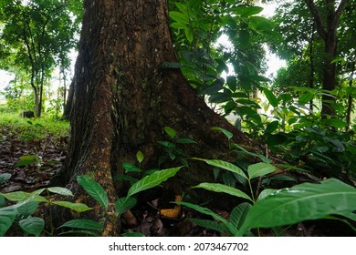 The Lower Trunk Of The Mahogany Tree