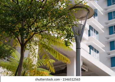 Lower view of tree and post lamp before the apartment building