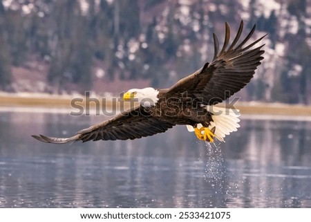 A low-flying eagle extends its talon over the water