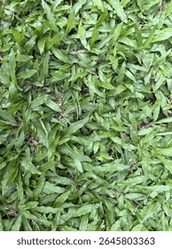 a low-growing evergreen plant with ribbon-shaped leaves that belongs to the Poaceae (or Gramineae) family.