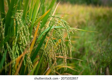 A low-hanging spike of rice