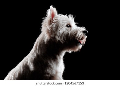 Lowkey headshot of a west highland terrier - Powered by Shutterstock