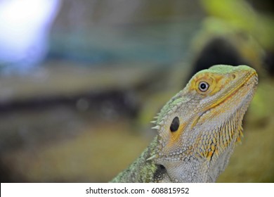 low-key horned lizards, iguana, desert wildlife