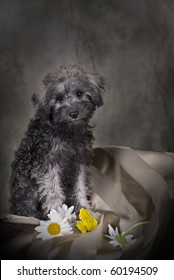 Low-key portrait of a 3 month old Schnoodle (Schnauzer/Poodle) puppy. - Shutterstock ID 60194509