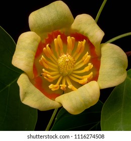 Low-Key Tulip Poplar Flower