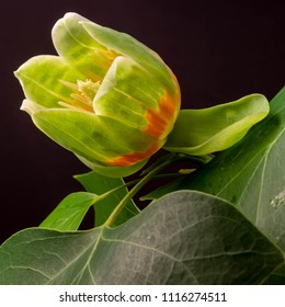 Low-Key Tulip Poplar Flower