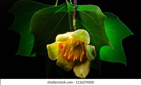 Low-Key Tulip Poplar Flower And Leaves