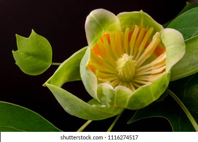 Low-Key Tulip Poplar Flower And Leaves