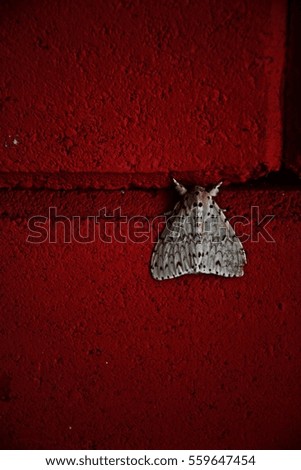 Similar – Schmetterling