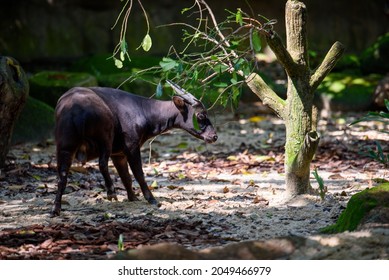 Lowland anoa , live in undisturbed rainforest, mostly live in Indonesia weighing 150–300 kg. It never been domesticated due to their aggressive nature. It’s lifespan has been 20-36 years. - Shutterstock ID 2049466979