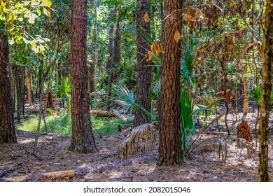 Lowland Evergreen Forest In Coastal Georgia