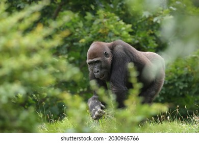 The lowland gorilla, Gorila gorila, searching for food at forest clearing. African fauna wildlife, Cameroon rainforest. Rare images of gorilla in nature habitat. - Shutterstock ID 2030965766