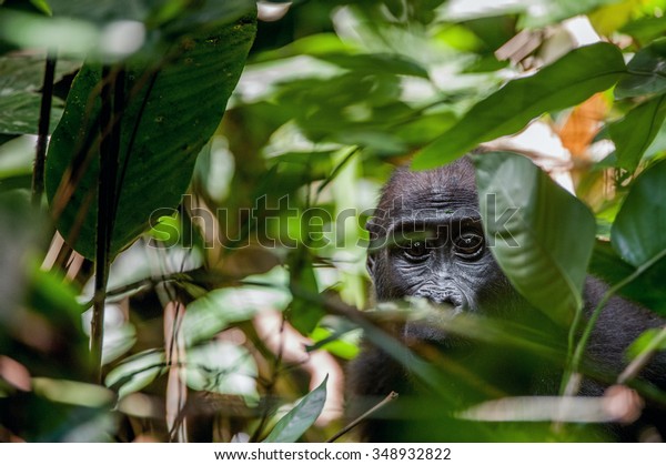 Lowland gorilla in jungle Congo. Portrait of a\
western lowland gorilla (Gorilla gorilla gorilla) close up at a\
short distance. Young gorilla in a native habitat. Jungle of the\
Central African\
Republic
